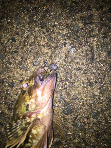 チニングするもガシラ１匹